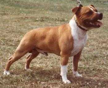 Pitmax The Prince Of Skellstaff