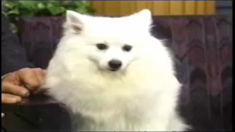 Fox' Vanilla Ice