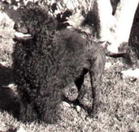 Ilheu D'Albergaria