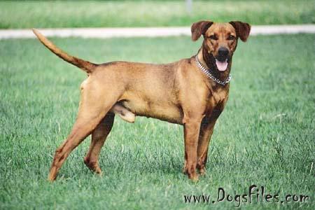 Duffyco's LENNOX