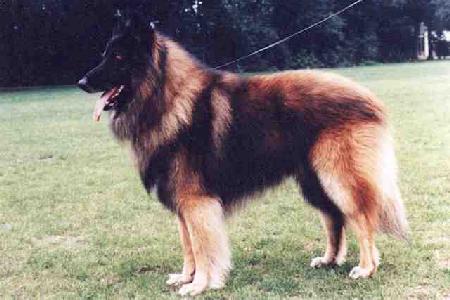 Flodder van't Wedertsheim