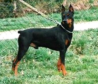 NIL des Aslines de Darkenwald