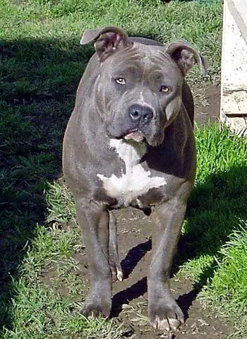 Blue shop diamond pitbull