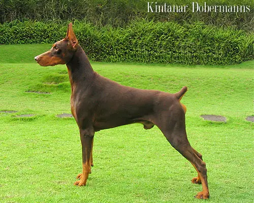 Kintanar doberman sales