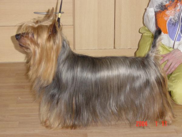 Beast Buffy of Danubian Channel