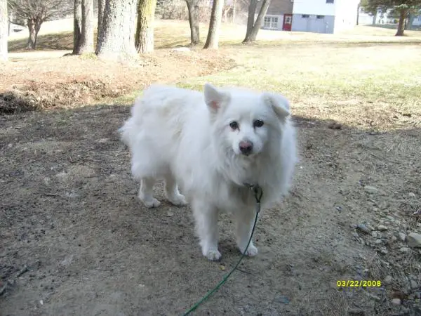 Petite Polar Bear