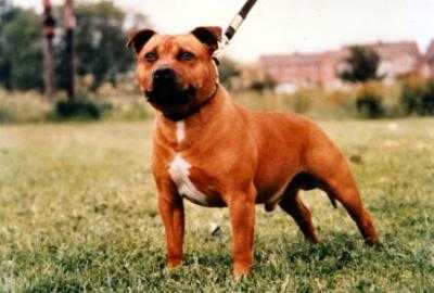Pitmax The Matador