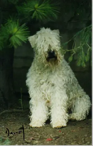 Wheaten Rebel's Bagheera Lass