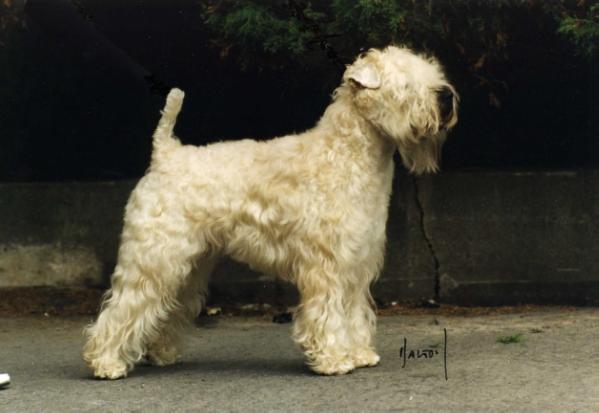 Wheaten Rebel's Mike Hammer