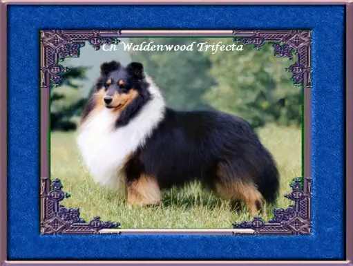 Waldenwood Trifecta