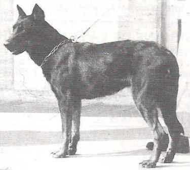 Ulma de Montglane