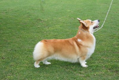 Coventry corgi new arrivals