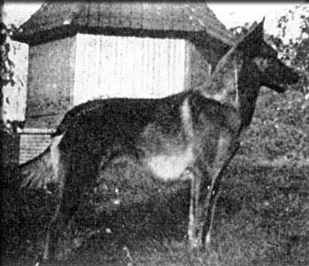 Goliath du Chalet des Glycines