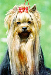 The Smaragd Of The Royal Crown Einstein