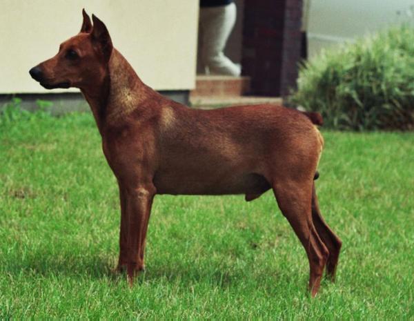 ZORRO Doberdog