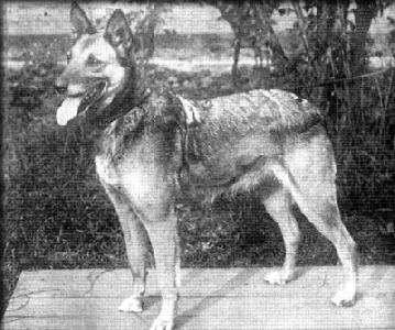 Ninon de l'Enclus (Malinois)