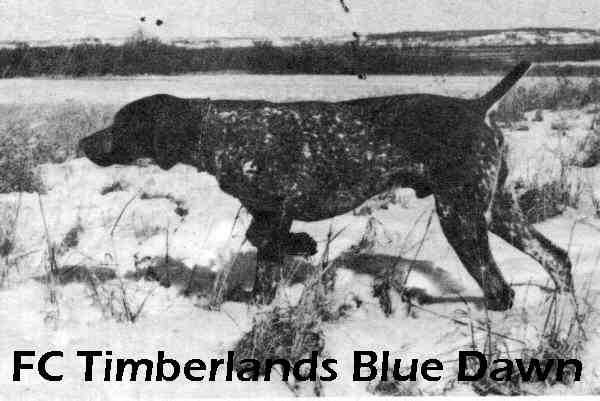 Timberland's Blue Dawn