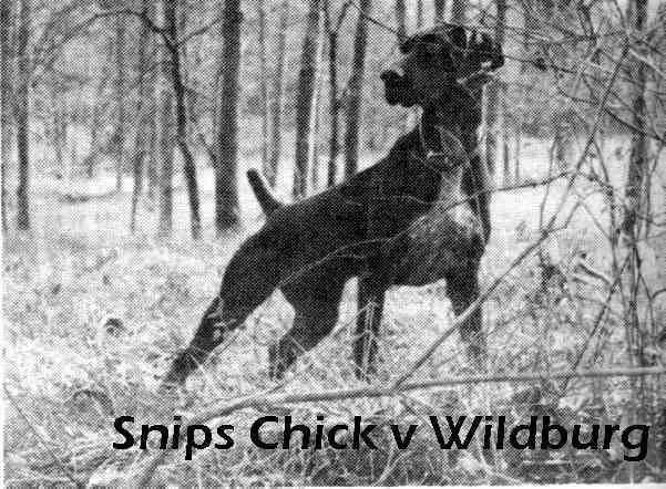 Snip's Chick Von Wildburg