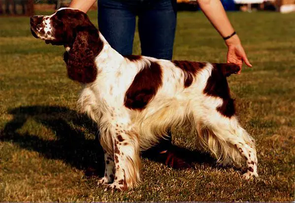 Springer spaniel shop pedigree database