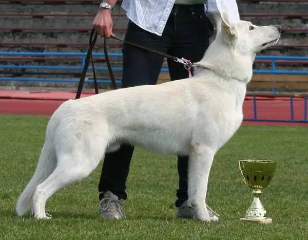 Tracking CH, EST & LV & LT & BALT CH, EST, LV, LT, BALT J CH Born to Win White General
