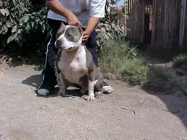 Juan gotti sales pitbull