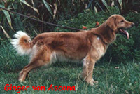 Ginger von Ascona