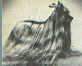 Pimbron of Johnstounburn