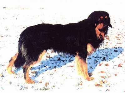 Cäsar von der Koboldshütte