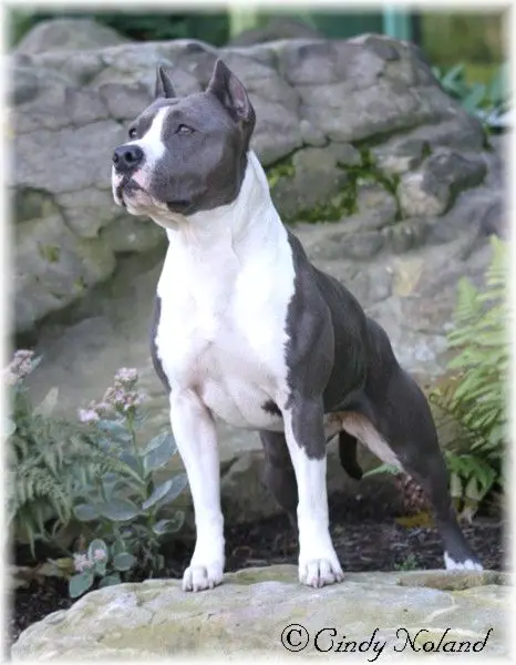 yankee staffordshire bull terrier