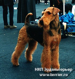 Rus Kornels Stylish Alexandra