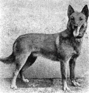 Tomy (Malinois) Segers LOB138
