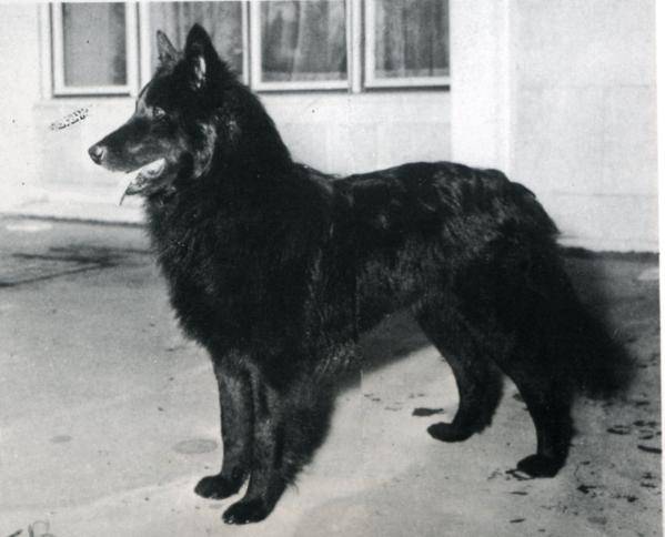 Grillon de la Dune aux Loups