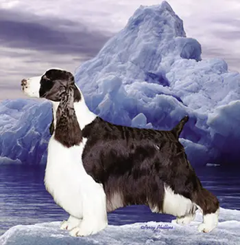english springer spaniel pedigree database