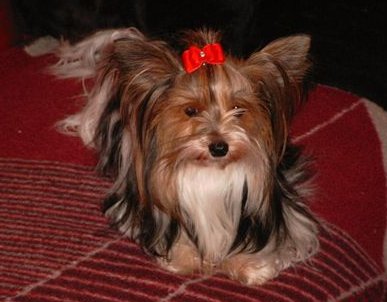 Daphne Sundark Biewer Yorki Home vom Ehlershain