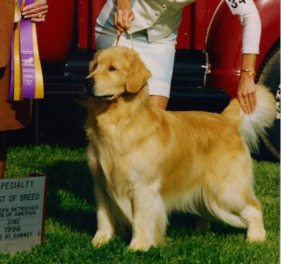Asterling shop golden retrievers