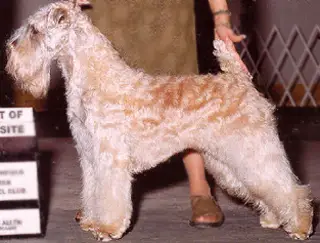 Geragold Daughter Of Aran