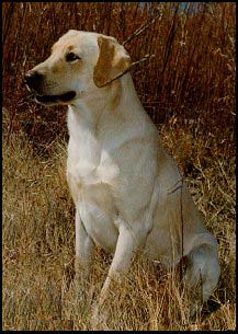 Candlewood labradors best sale
