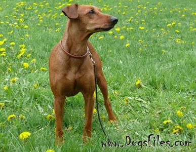 Duffyco's LUCCA