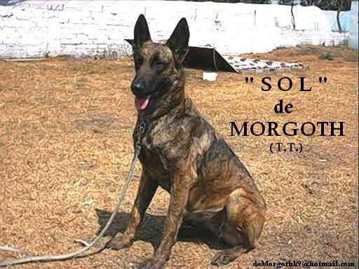 Sol De Morgoth