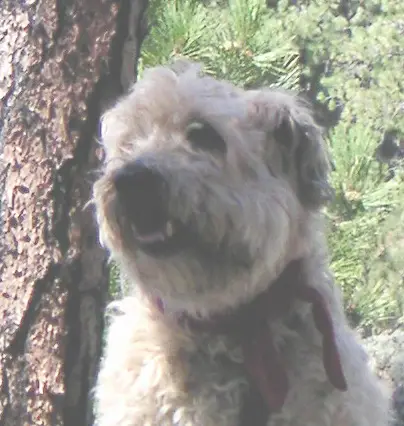 Blazmhor's Eight-To-The-Bar Cody