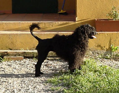 Boleta da Casa do Macau