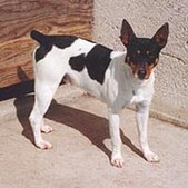 Simon's Pharaoh