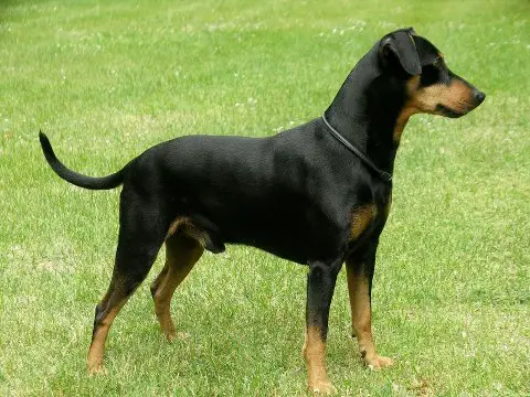 Duffyco's KASIM