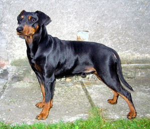 DRYM Pinscher King Black