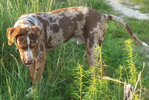 red catahoula puppies for sale