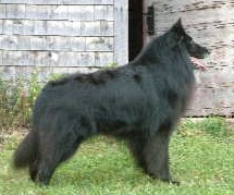 De La Louviere's Renaldo