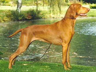 Sharmarkasch Dozsa