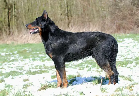 Udson du Murier de Sordeille