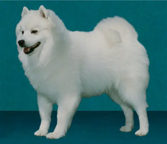 Pinebrook Walker's Sno Teddy