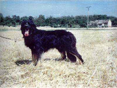 Brit z Peíkova kraje